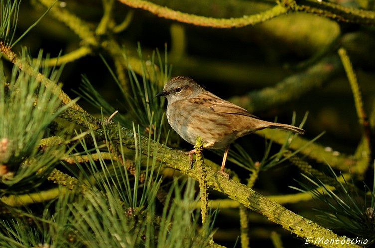 DSC_2637.JPG