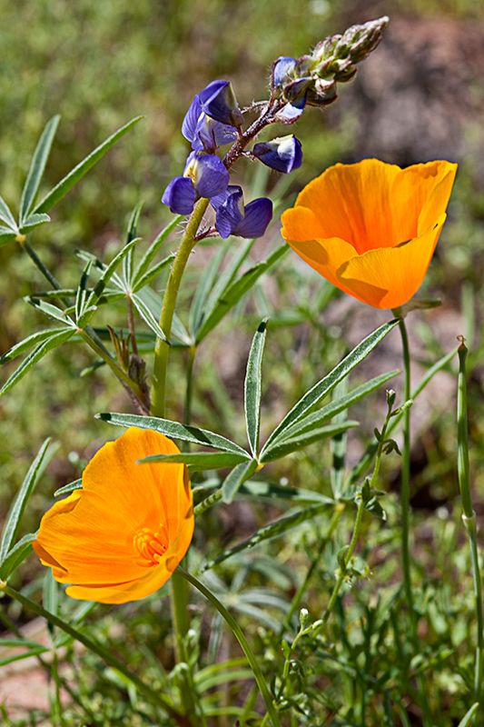 10-03 California Poppies and Lupine (Picacho Peak State Park) 09.jpg