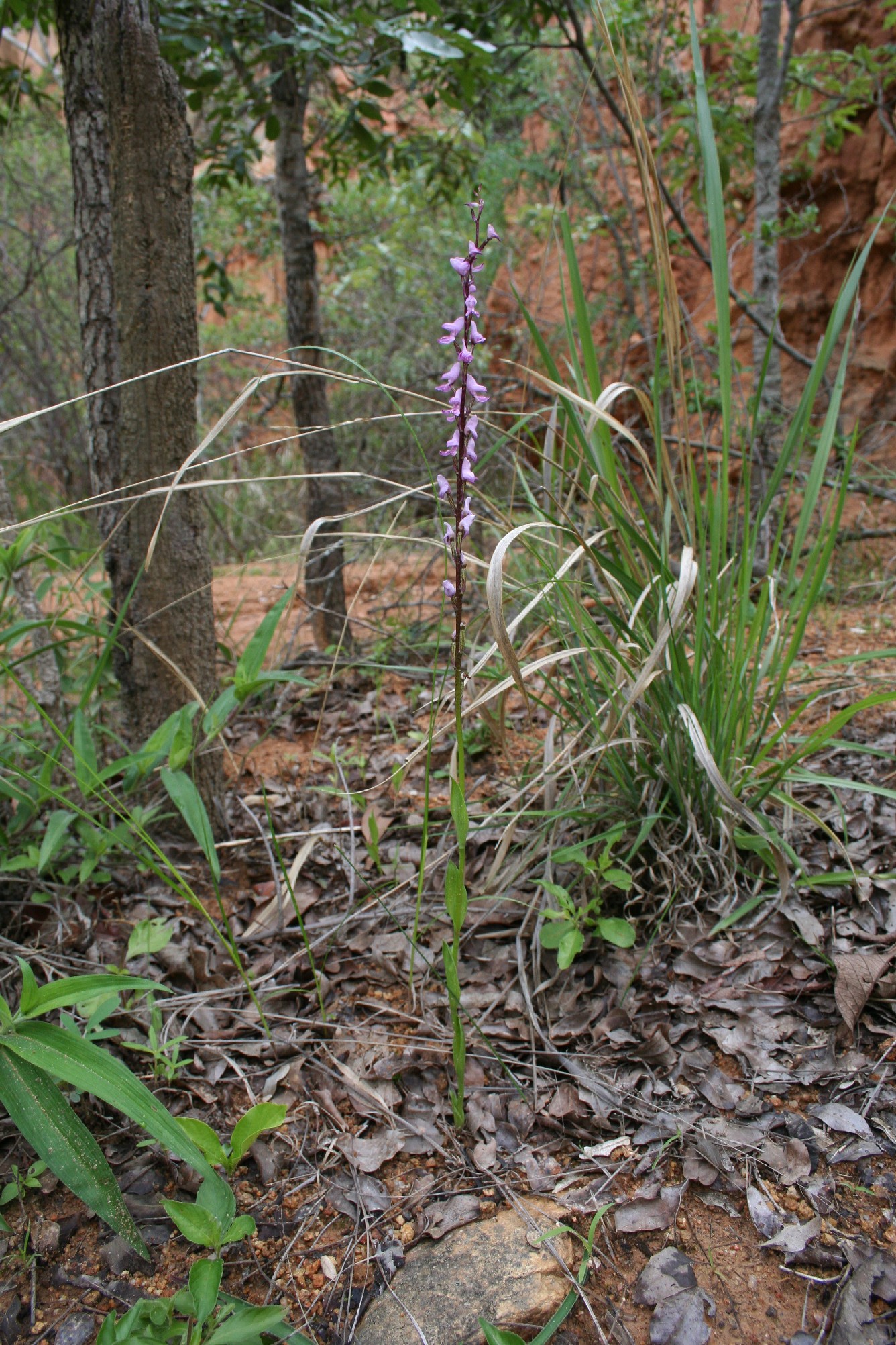 Iringa - Isimila prehistoric site Orchid.JPG
