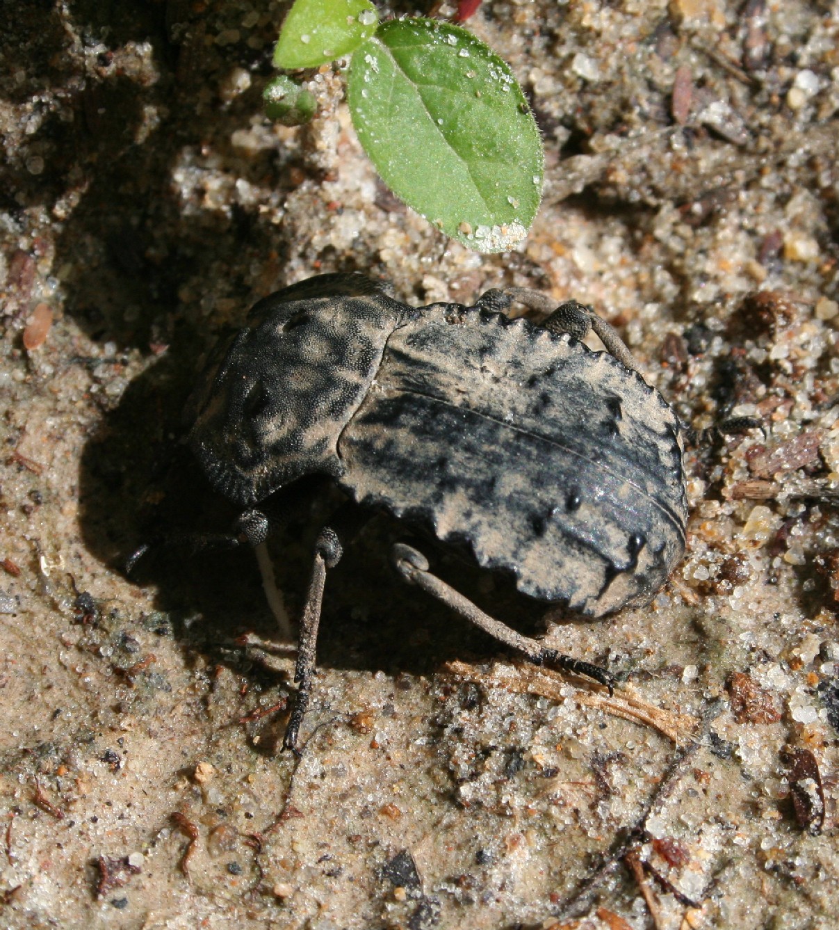 Anomalipus heraldicus (Tenebrionidae, det. O. Merkl ) Iringa - Isimila prehistoric site