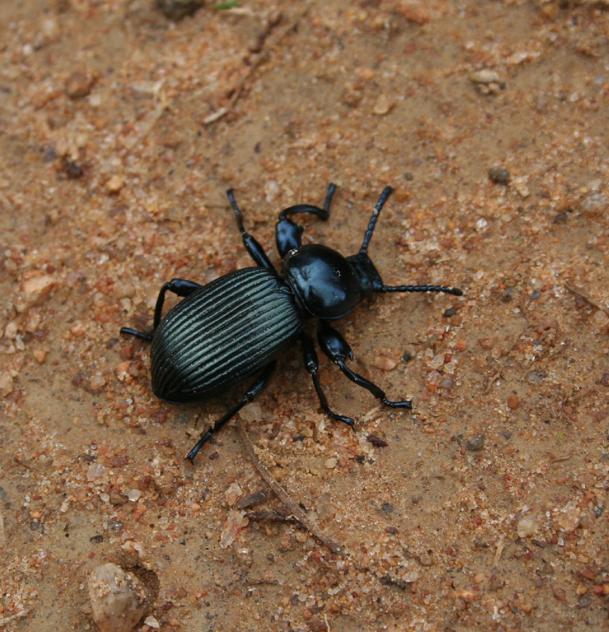 Pycnocerus revoili (Tenebrionidae, det. O. Merkl) Iringa - Isimila prehistoric site