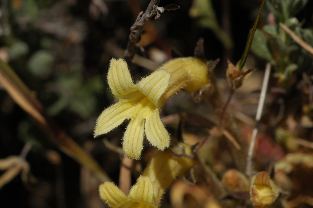 Clustered Broomrape