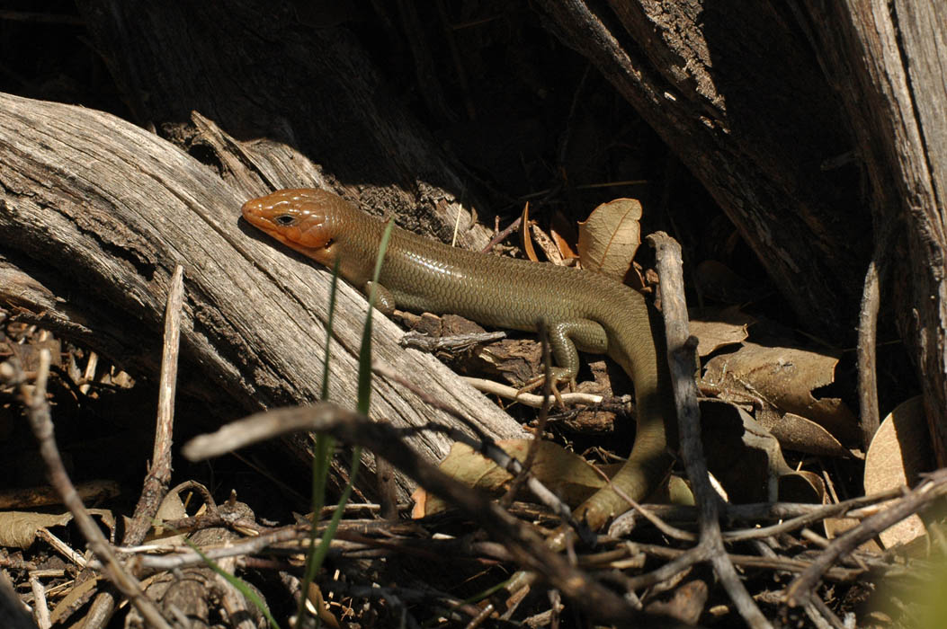 Gilberts Skink