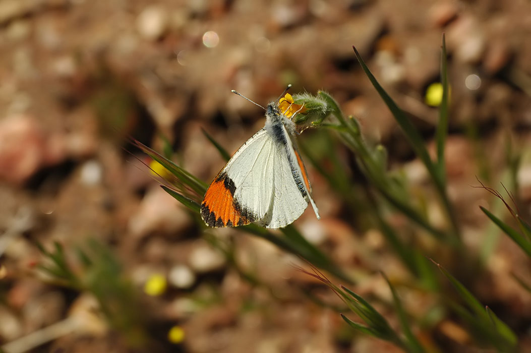 Sara Orangetip Adult Male
