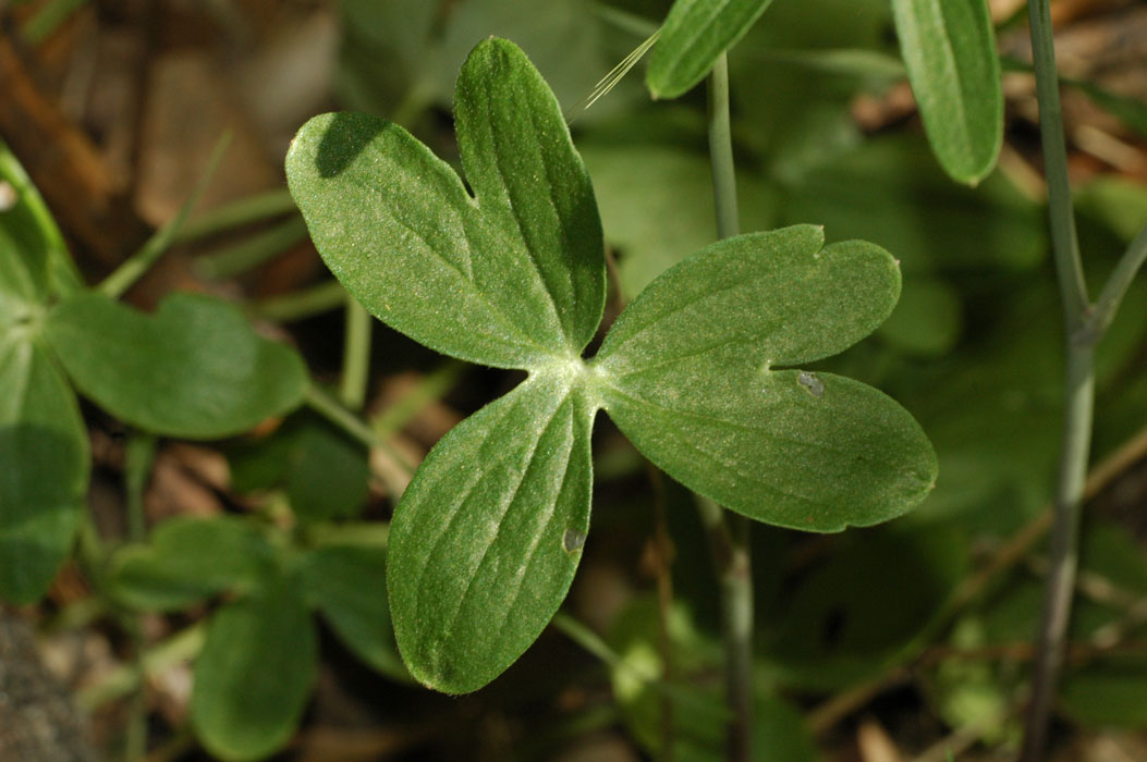 Larkspur 2