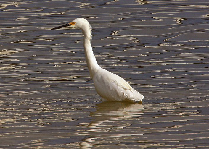 Snowy Egret