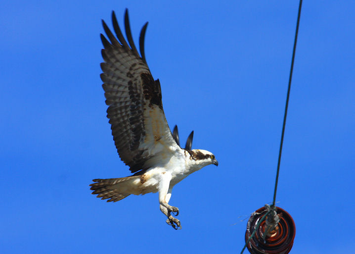 Osprey returning to the nest