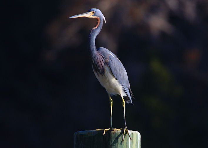 Tri-colored Heron