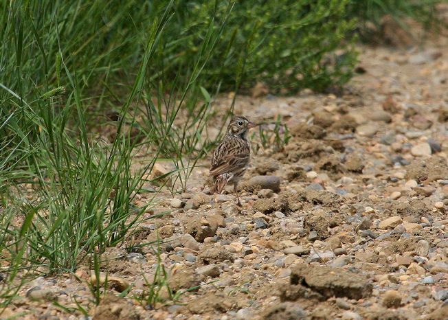 Vesper Sparrow