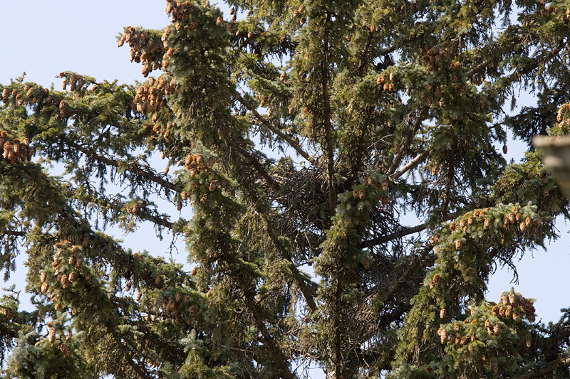 Here's the nest in blue spruce tree
