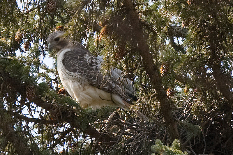 The mother red-tailed hawk and her nest  (Day -35)
