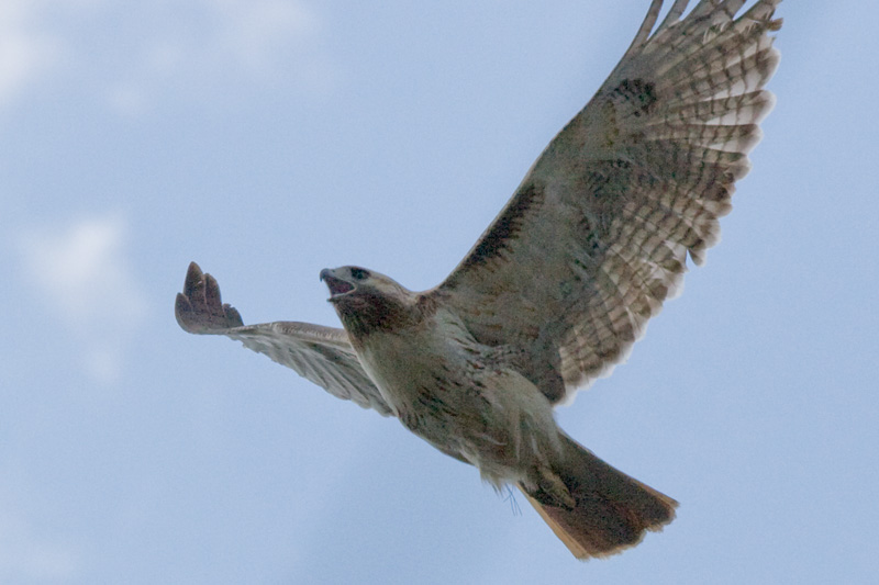 A tighter zoom .  Note the spiraling shape   of her right wing.