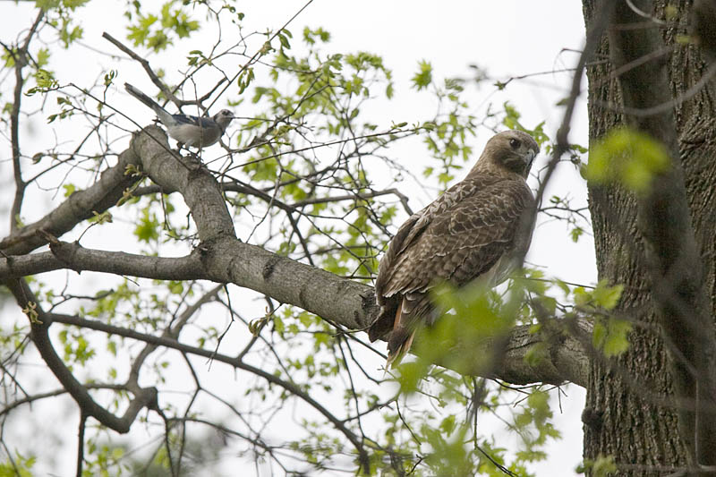 She then flew to a nearby branch, where she was harrassed  by a bluejay  . . .