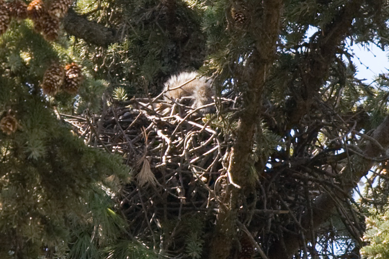 First view of  the baby red-tailed hawk (Day 9)