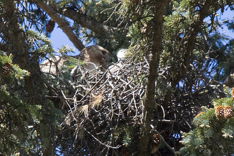 Mom and chick (Day 15)