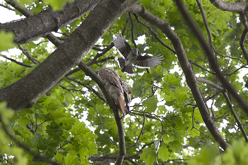Jay attack  (Day 17)