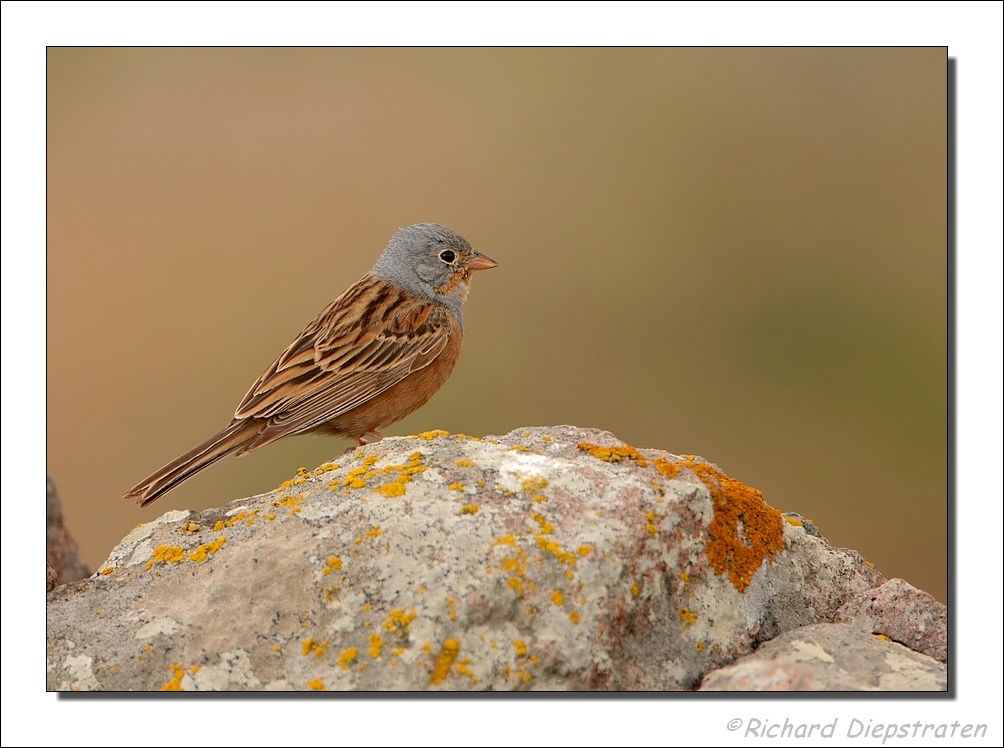 Bruinkeelortolaan - Emberiza caesia - Cretzschmars Bunting