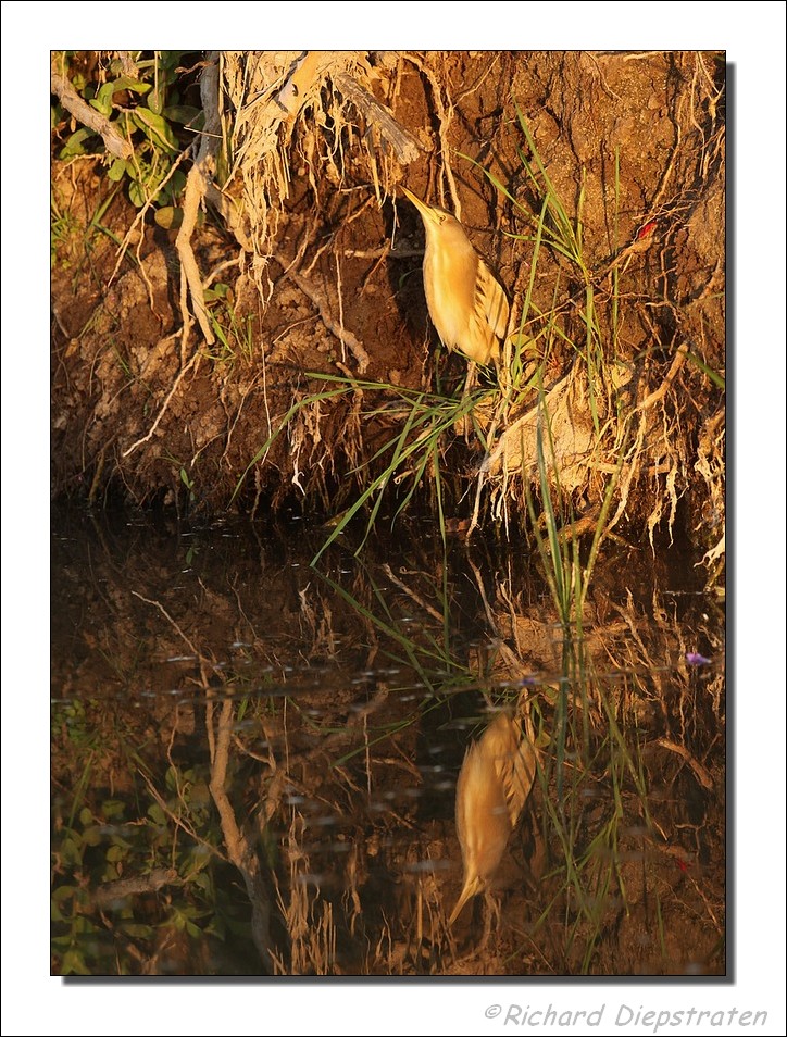 Woudaap - Ixobrychus minutus - Little Bittern
