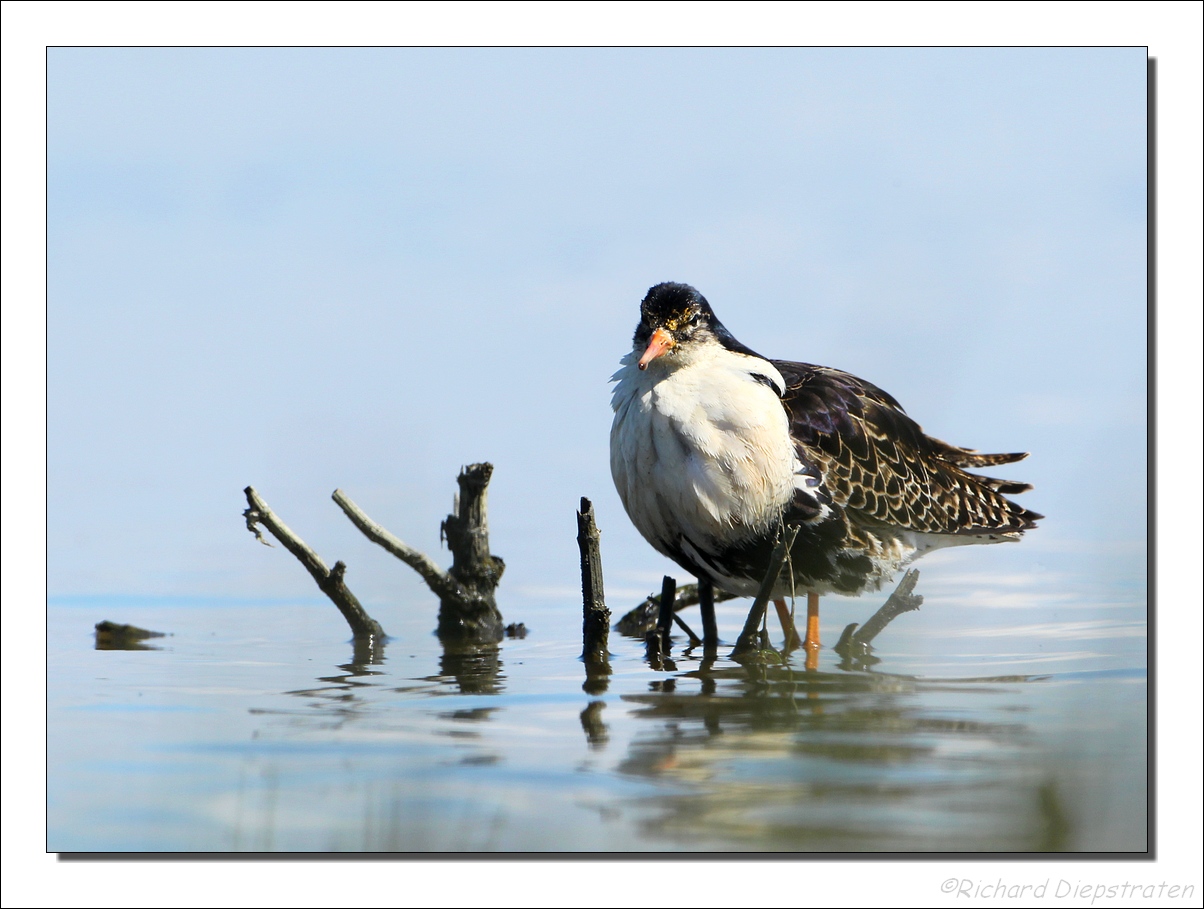 Kemphaan - Philomachus pugnax - Ruff