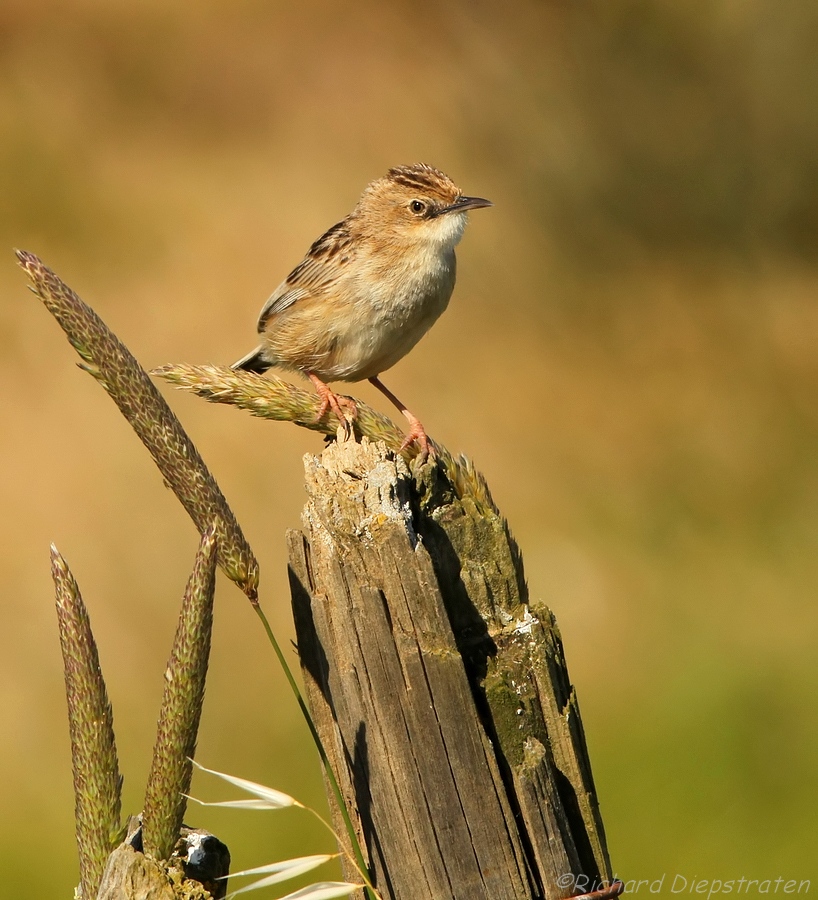 Graszanger - Cisticola juncidis - Zitting Cisticola