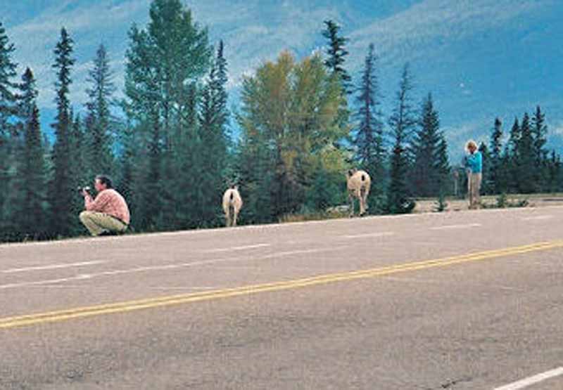 Wildlife of Jasper National Park, Alberta