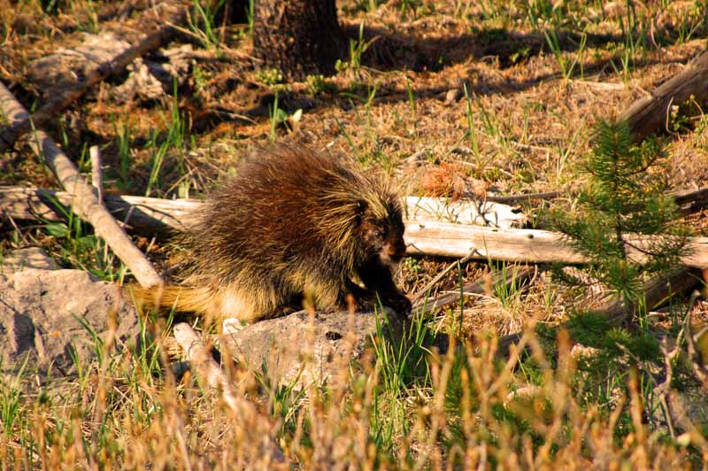 Wildlife of Jasper National Park, Alberta