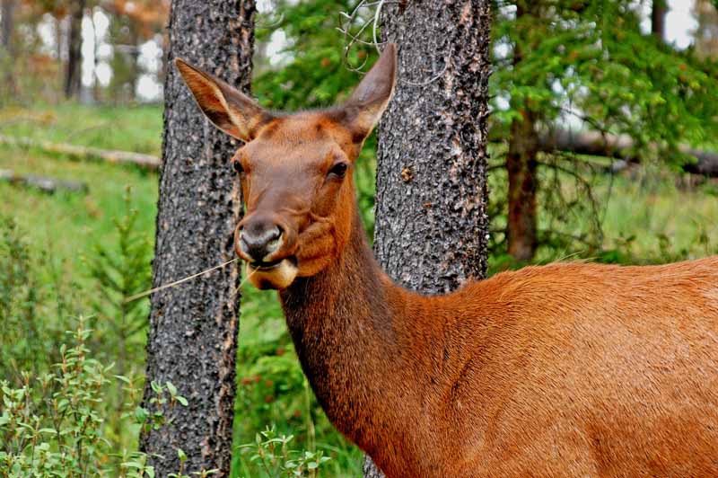 Wildlife of Jasper National Park, Alberta