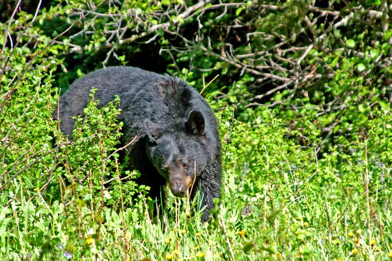 Wildlife of Jasper National Park, Alberta