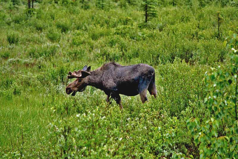 Wildlife of Jasper National Park, Alberta