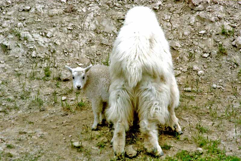 Wildlife of Jasper National Park, Alberta