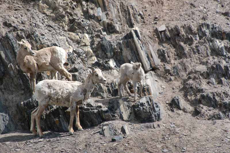 Wildlife of Jasper National Park, Alberta