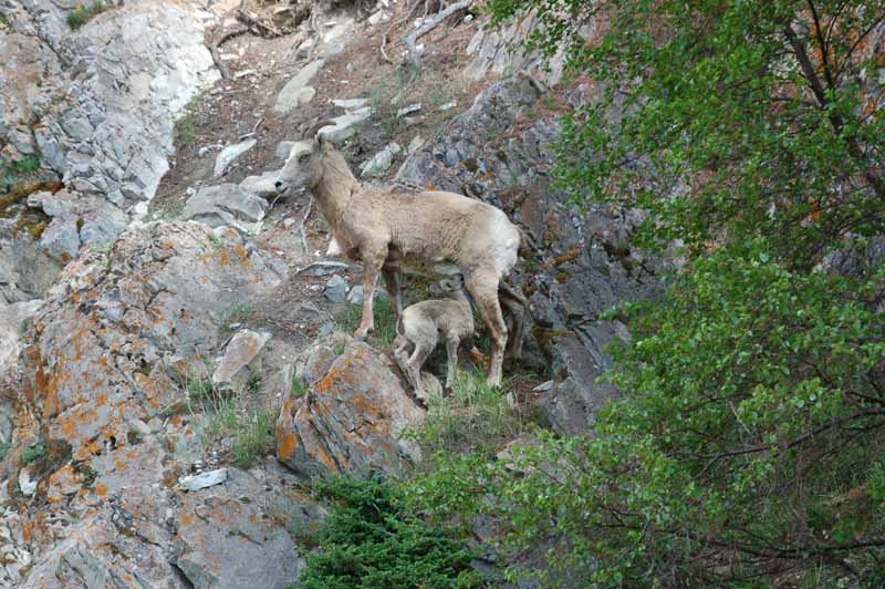 Wildlife of Jasper National Park, Alberta