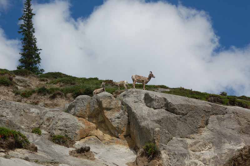 Wildlife of Jasper National Park, Alberta