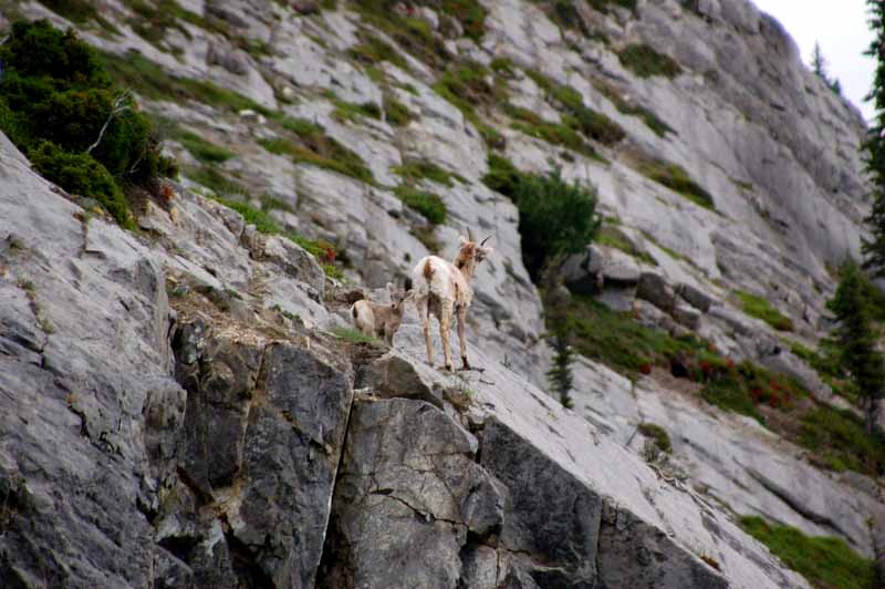 Wildlife of Jasper National Park, Alberta