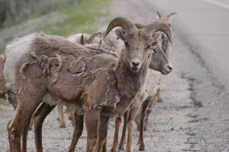 Wildlife of Jasper National Park, Alberta