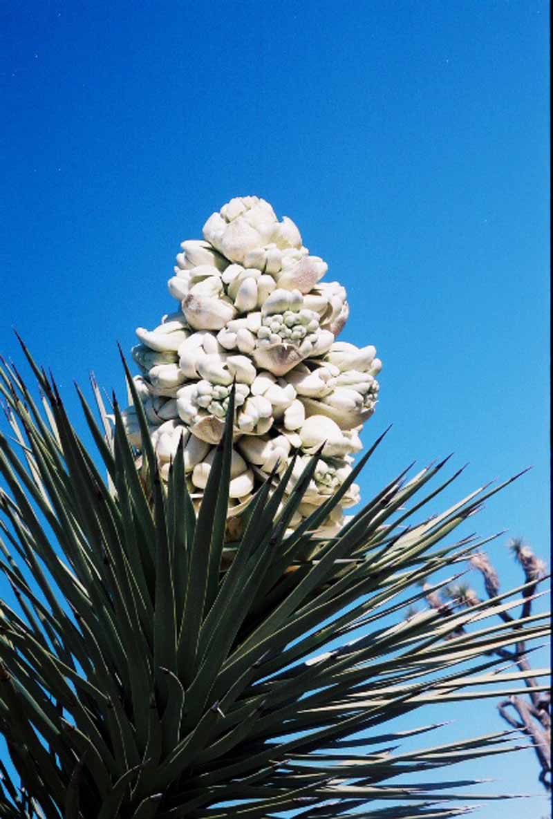 Desert Blooms & Succulents