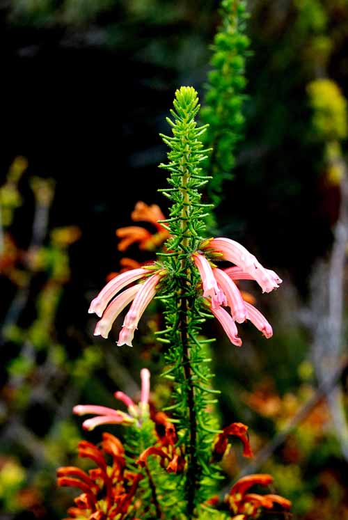 UC Botanical Gardens