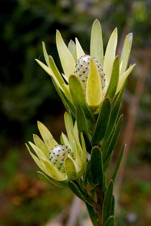 UC Santa Cruz Arboretum