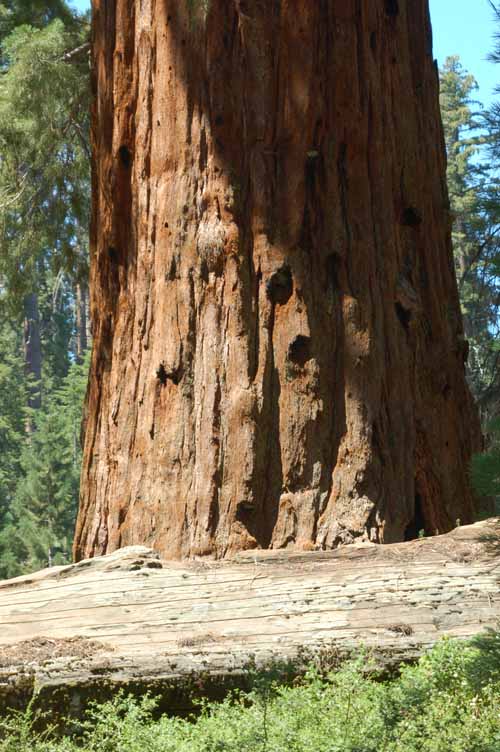 General Grant Grove  34