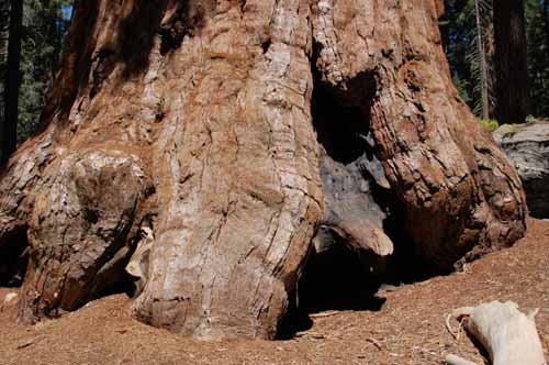 Sequoia Gigantea: The General Grant Grove