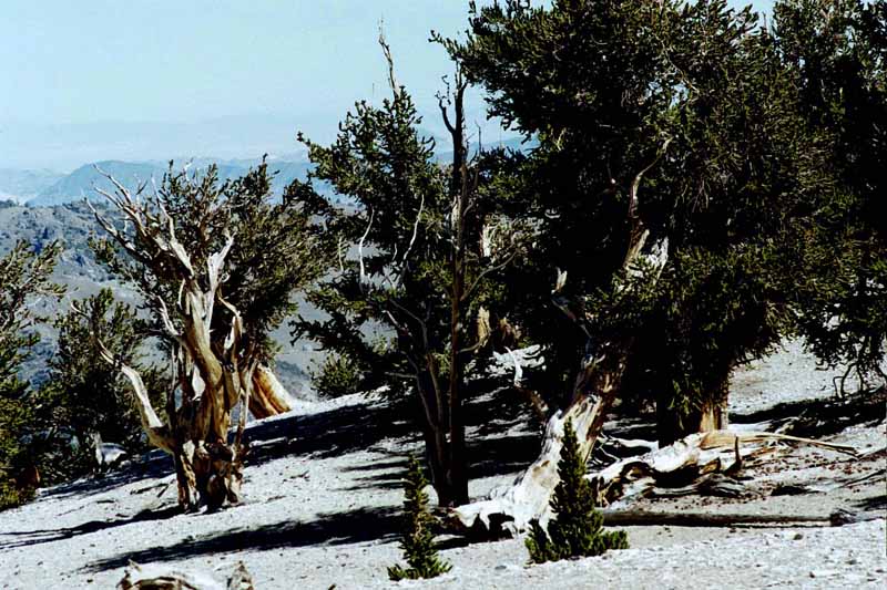 Bristlecone Pine