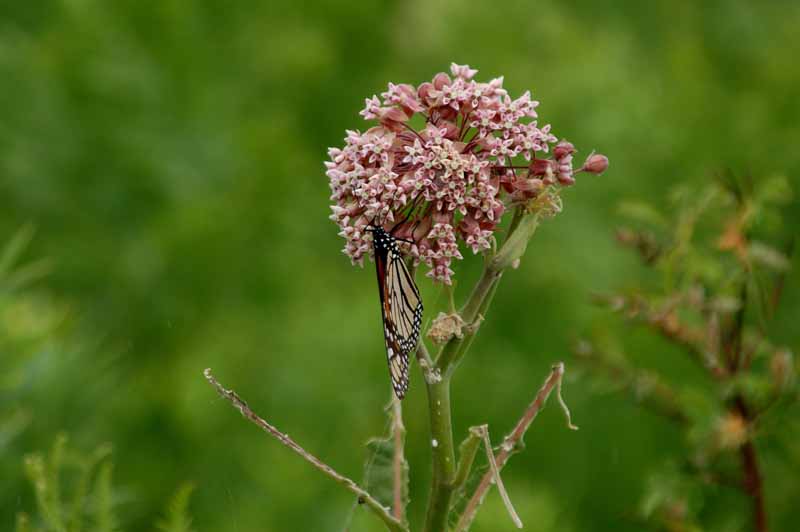 Seney National Wildlife Refuge