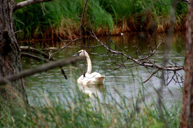 Seney National Wildlife Refuge