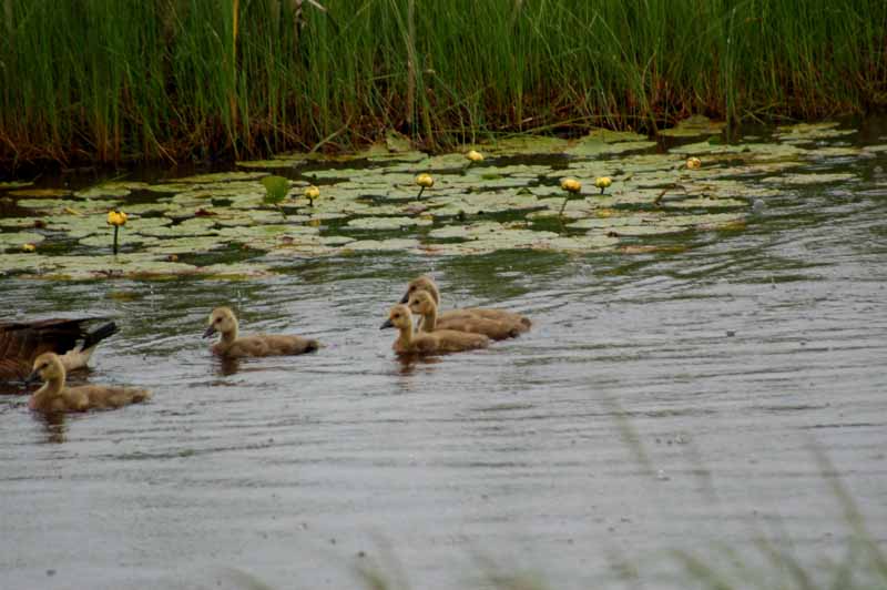 Seney National Wildlife Refuge