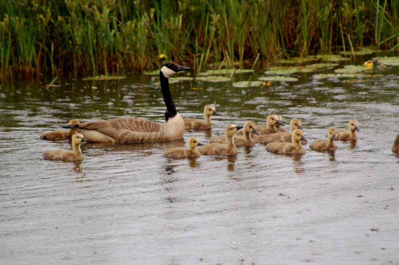 Seney National Wildlife Refuge