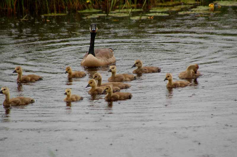 Seney National Wildlife Refuge