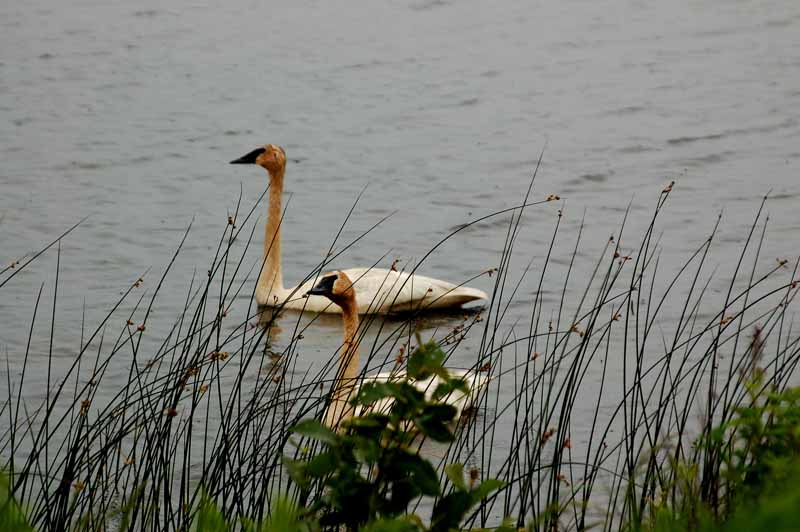 Seney National Wildlife Refuge