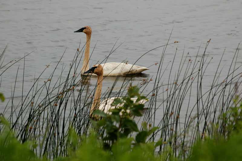 Seney National Wildlife Refuge