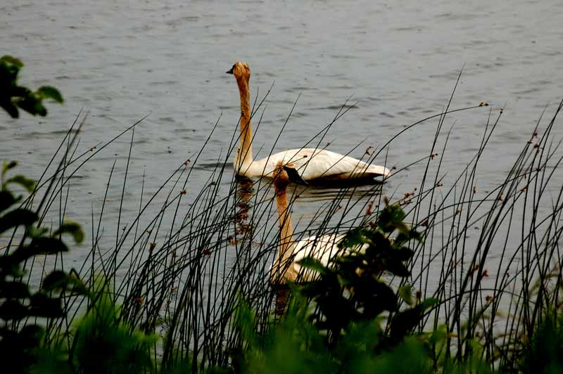 Seney National Wildlife Refuge