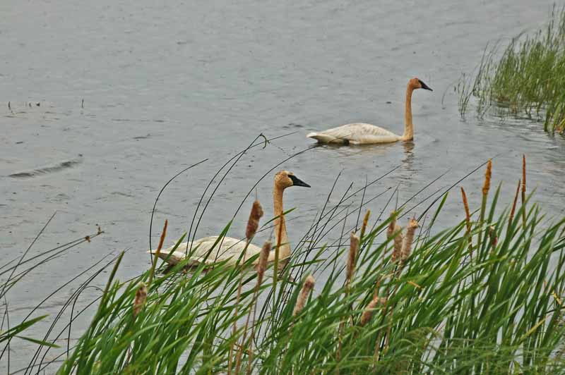 Seney National Wildlife Refuge